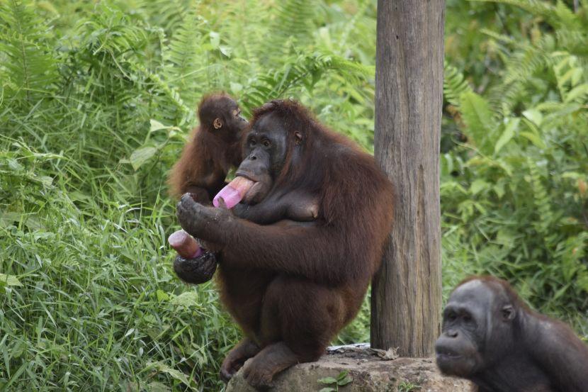 Mother and baby orangutan at Samboja Lestari Orangutan Sanctuary