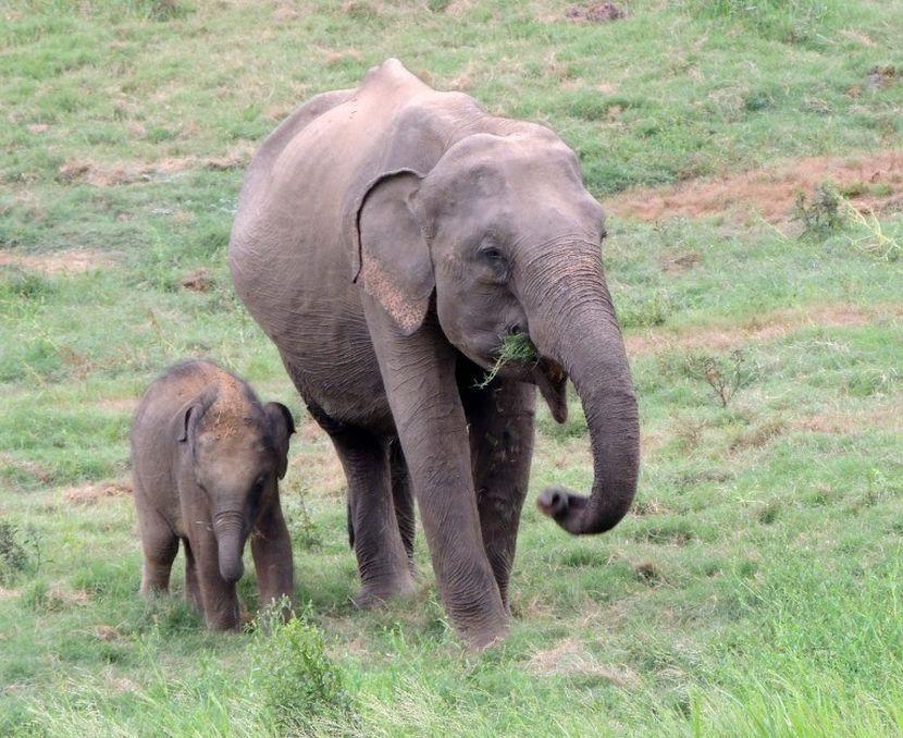 mother and baby elephant walking 