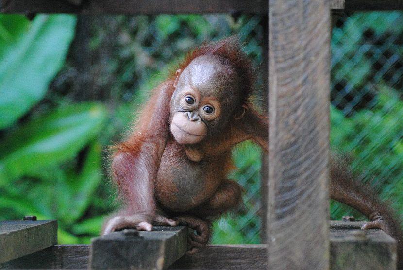 Bornean Orangutan The Great Projects