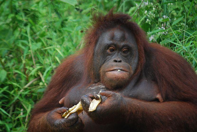 Young orangutan in Borneo