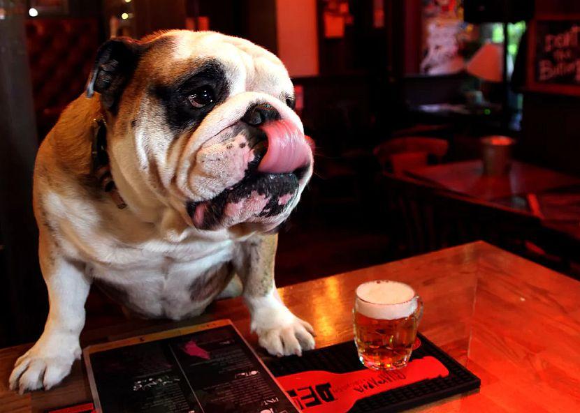 Bulldog in pub