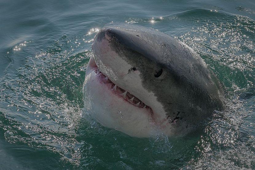 Great White Shark In South Africa