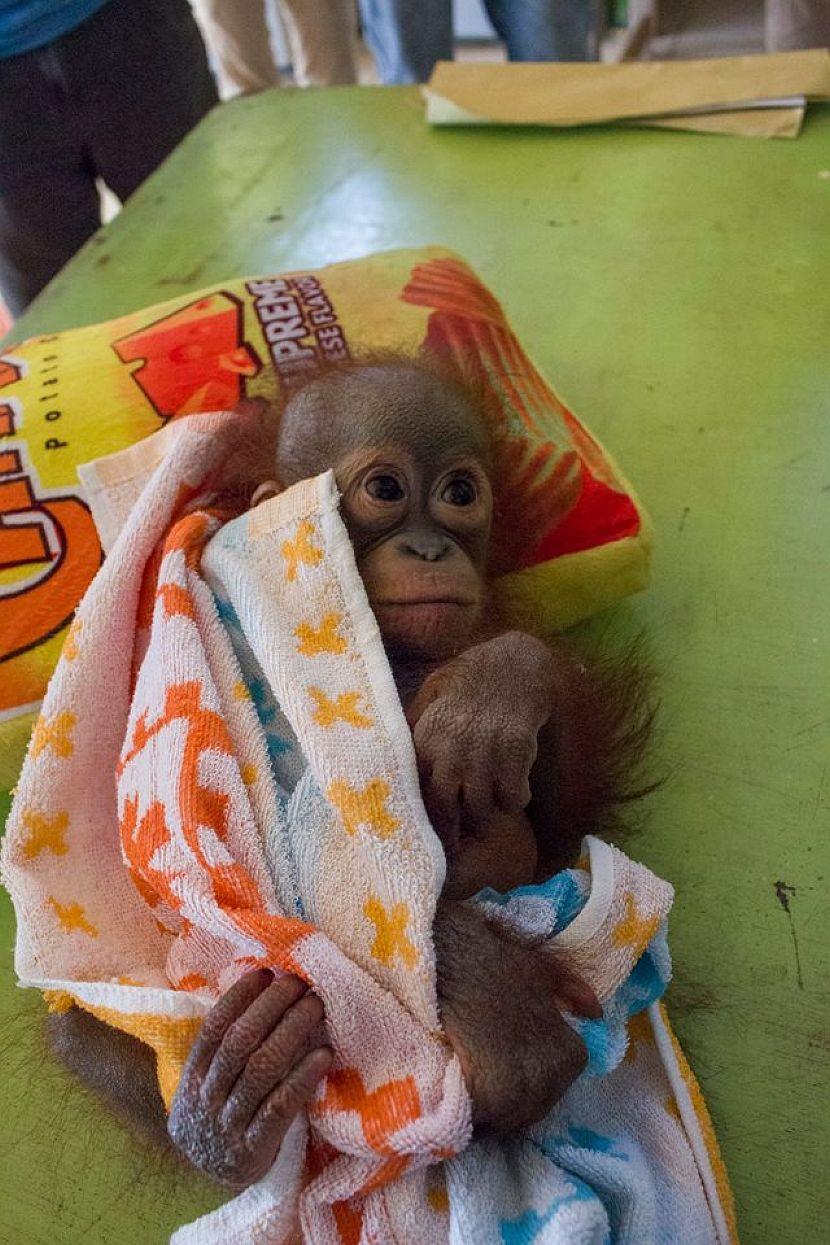 Orphaned baby orangutan