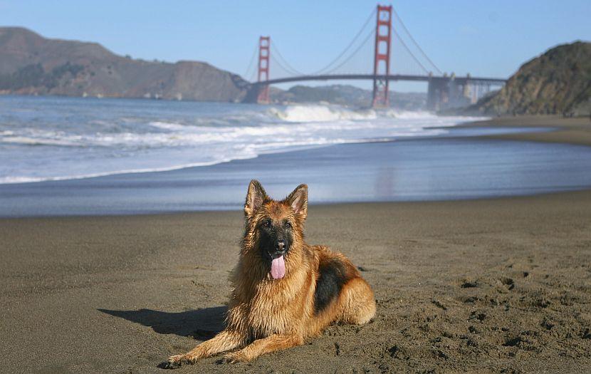 Dog in San Francisco