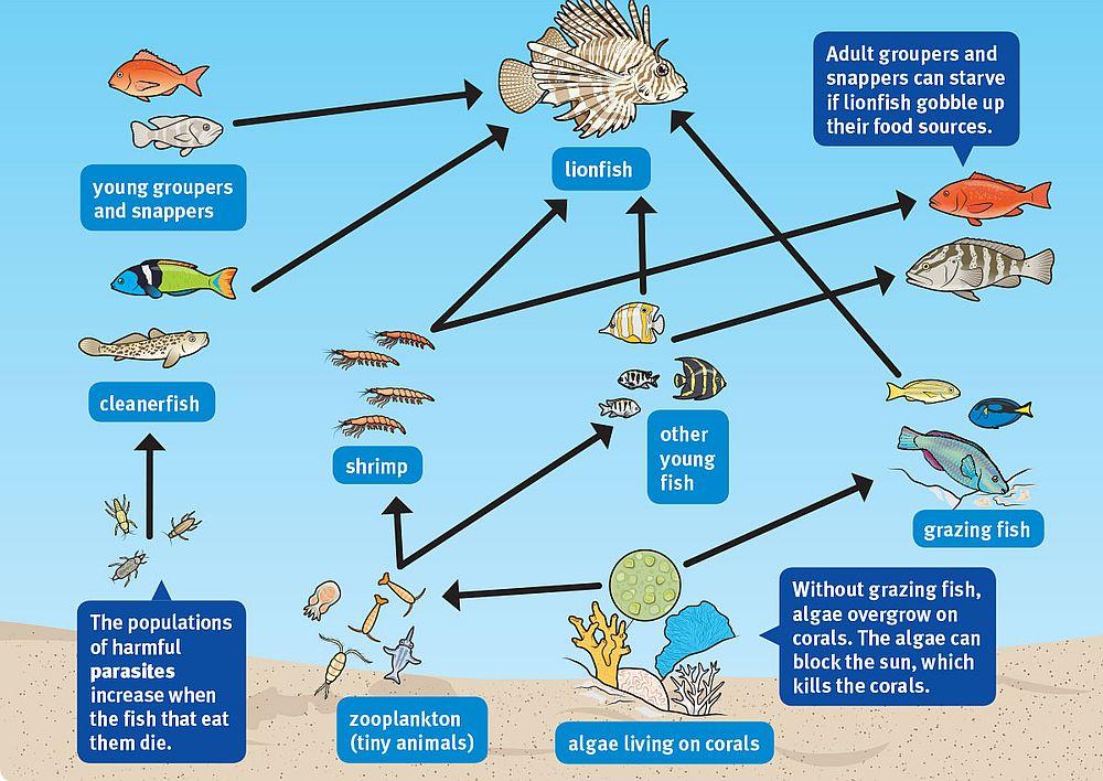 An Invasive Species: The Lionfish  The Great Projects