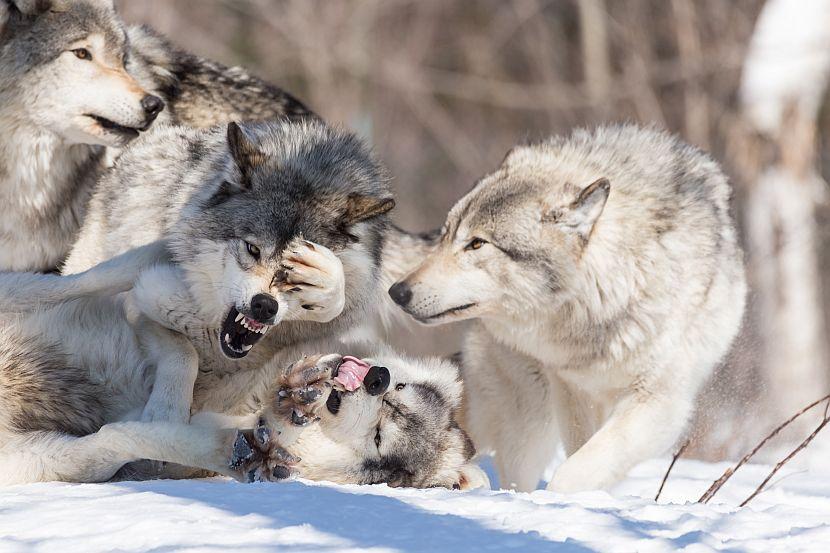 Wolves fighting