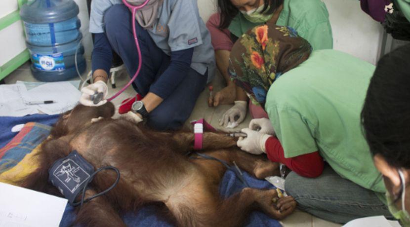 rescued orangutans in borneo