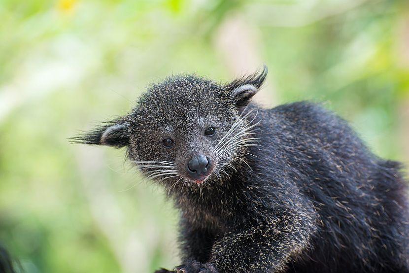 Animal Life In Borneo | The Great Projects Animal Life In Borneo | The Great Projects