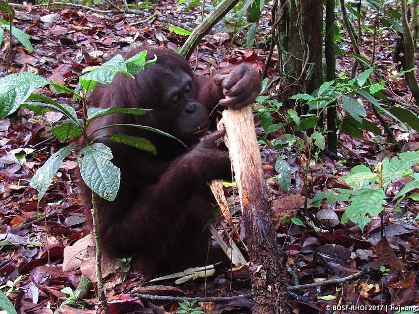 Orangutan eating termites