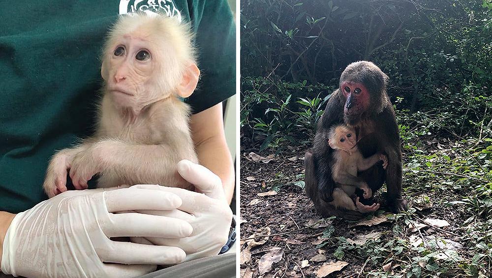 Baby Macaque Rescue - Laos Wildlife Sanctuary