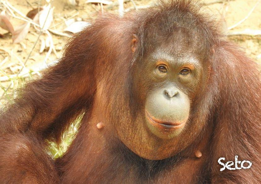 Latest orangutan release at Samboja Lestari