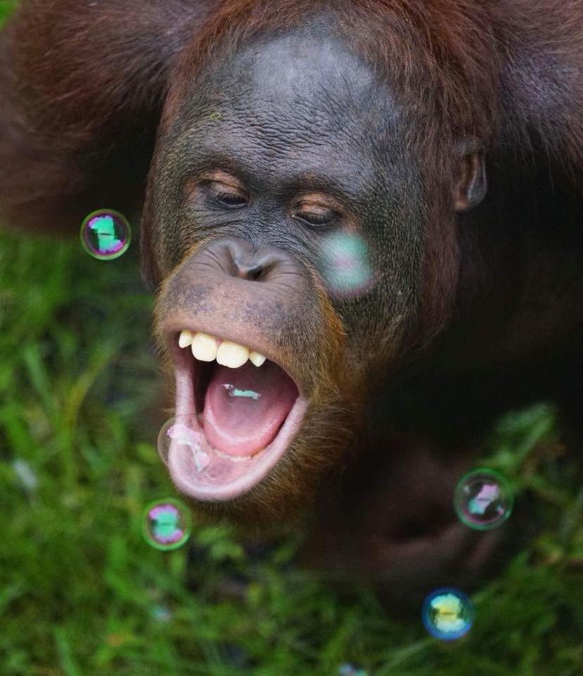 Bubble Enrichment At The Great Orangutan Project