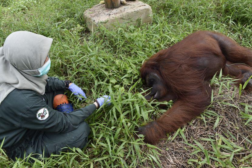 Vera Bornean Orangutan Release Into Wild 