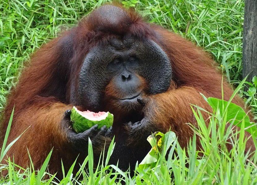 Samboja Orangutan
