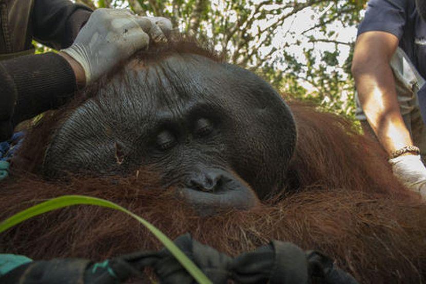International Animal Rescue help wild orangutan