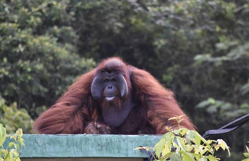 Romeo the orangutan