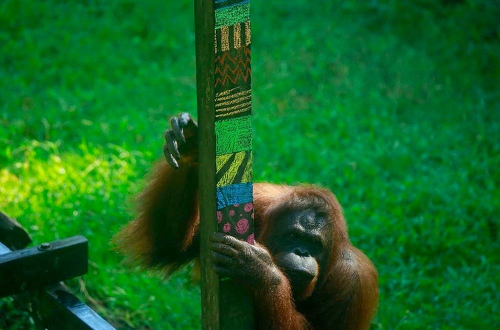 Orangutan Chalk Enrichment