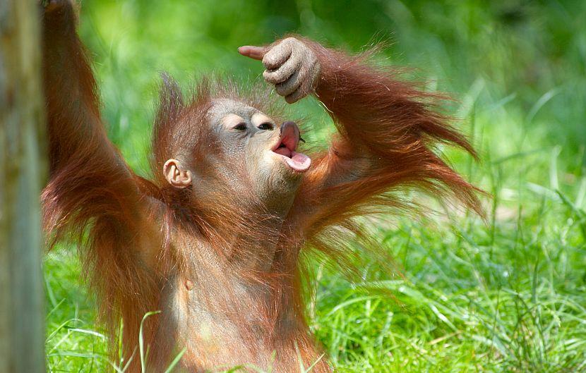 Funny orangutan