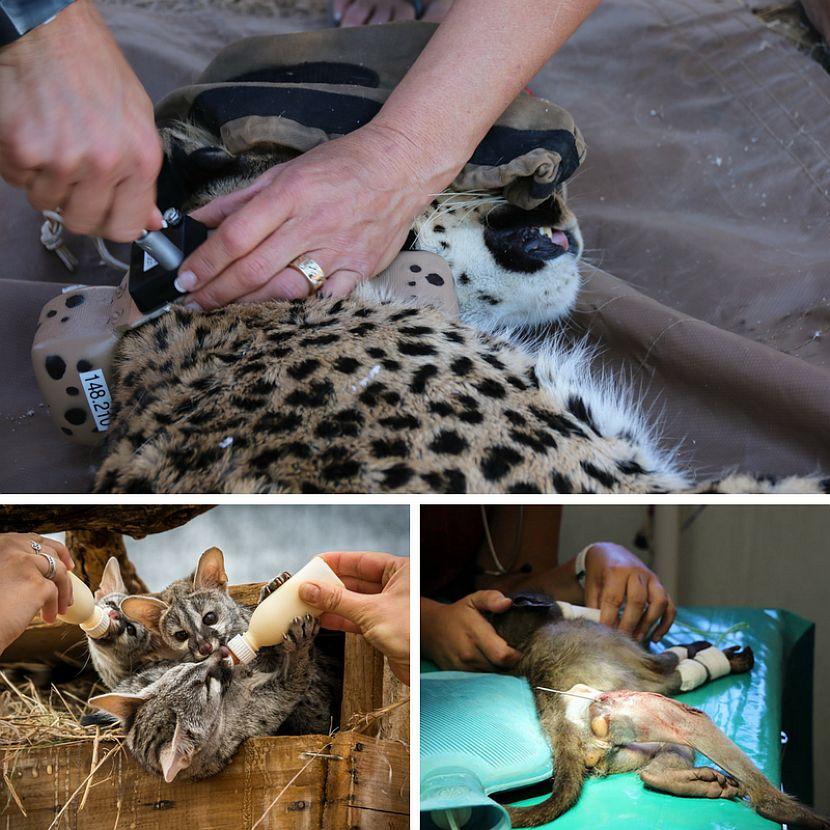 Medical Care at the Namibia Wildlife Sanctuary