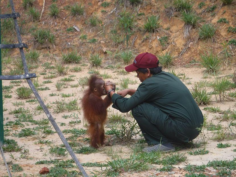 Orangutan keeper with baby orangutan