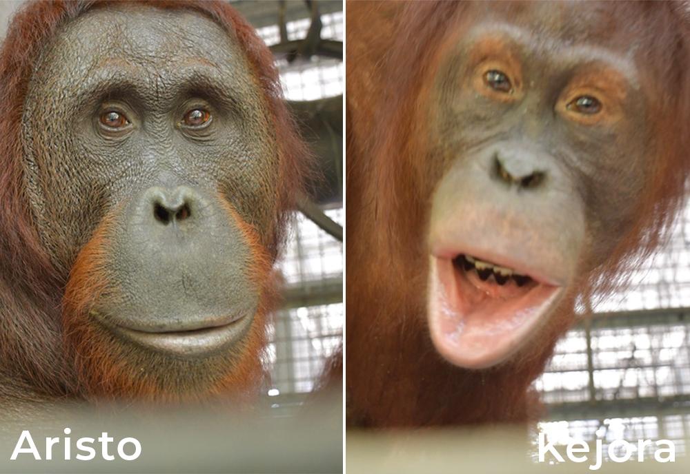 Aristo and Kejora Orangutans 