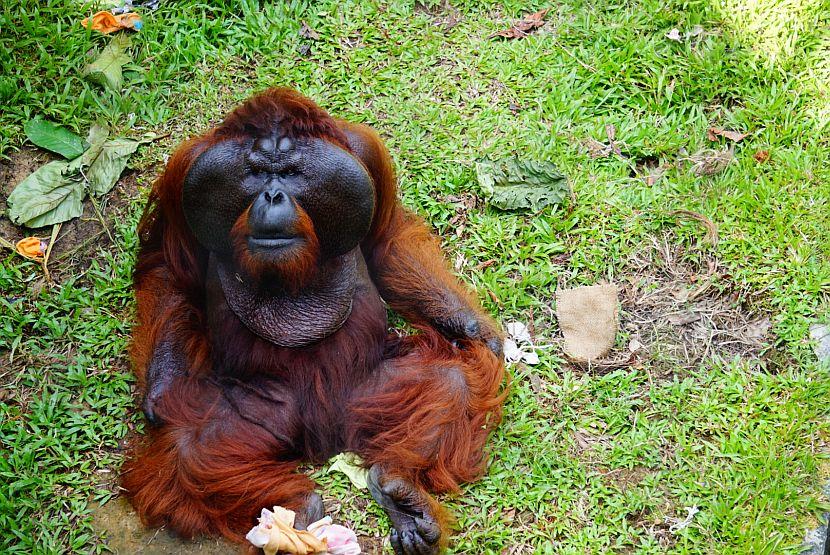 Aman The Orangutan