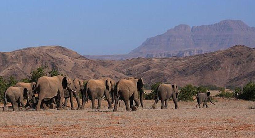 elephant images 