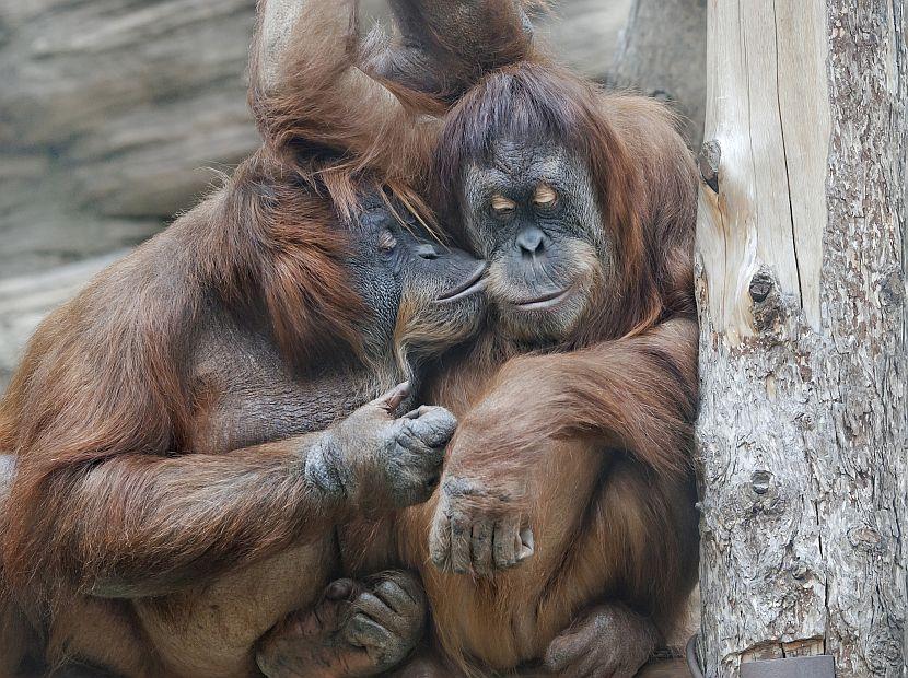 Orangutan pair