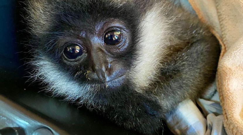 Endangered white cheeked gibbon rescued