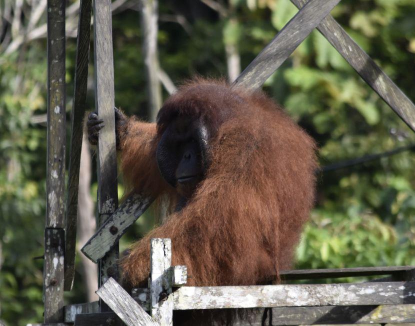 Papa The Orangutan On Top Of platform 