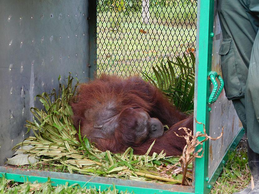 Orangutan being prepared for release in Borneo
