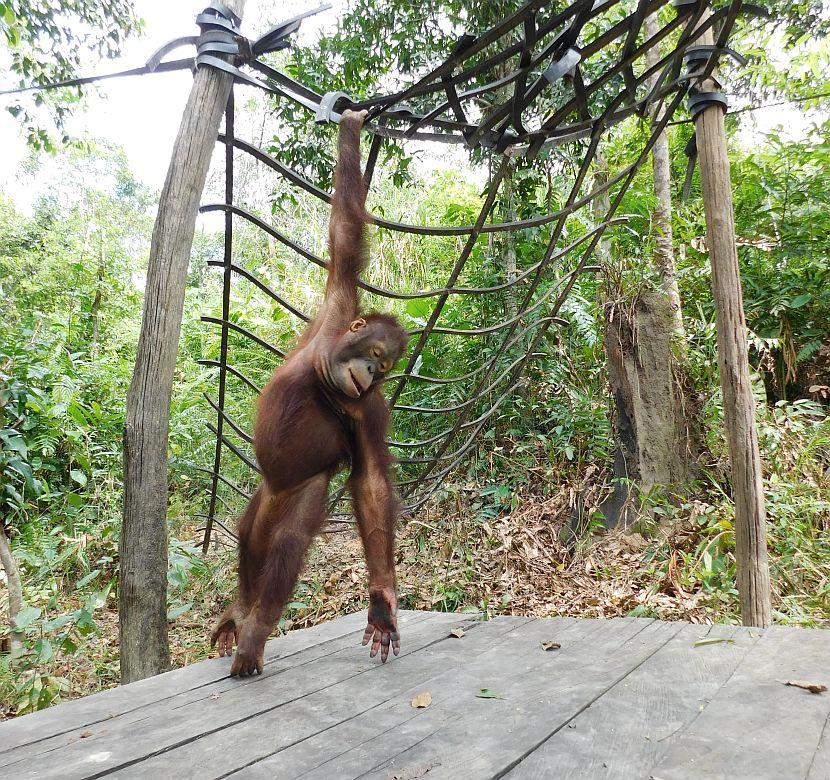 Baby orangutan posing for the camera