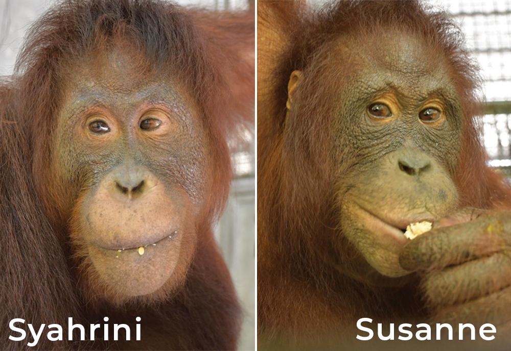 Syahrini and Susanne Orangutans 