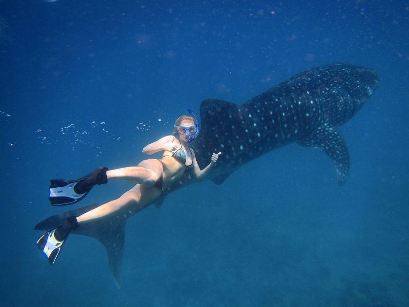 Volunteer with whale shark