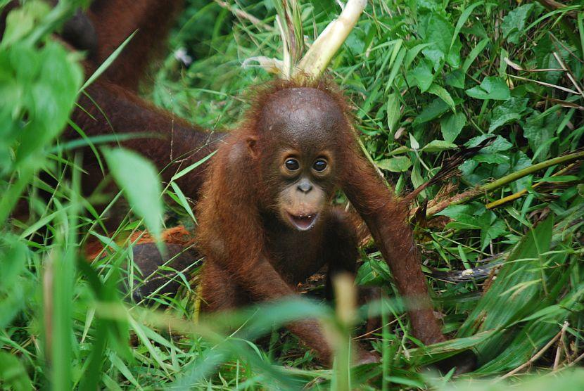 Baby orangutan at Samboja Lestari