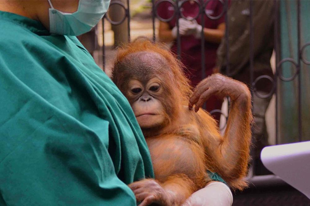 Rescued Orangutan 
