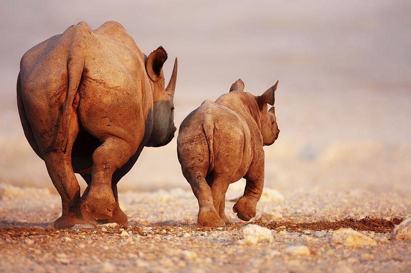 World Rhino Day - Mother and Calf 