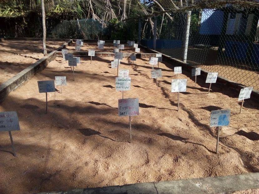 turtle eggs reburied at a turtle sanctuary