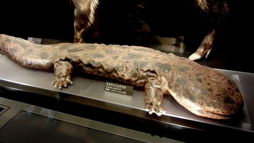 what is a giant chinese salamander?