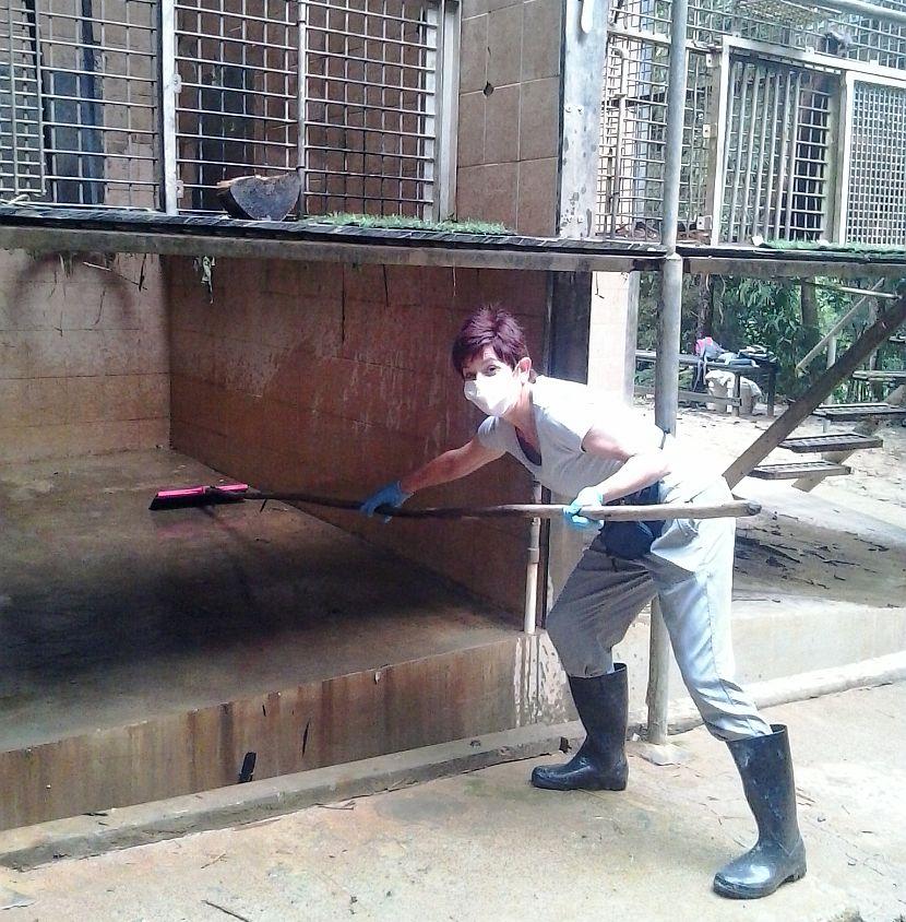 Cleaning Orangutan Cage