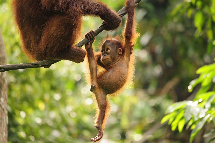 Baby orangutan hanging on a tree