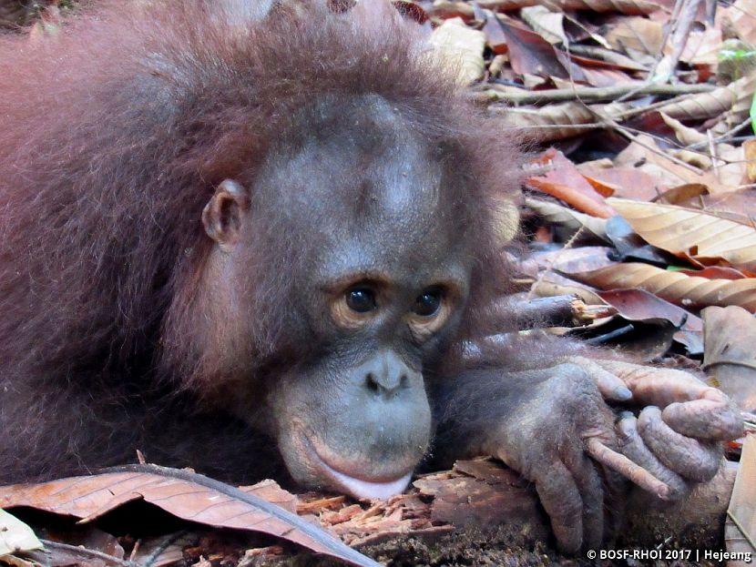 Arief the orangutan