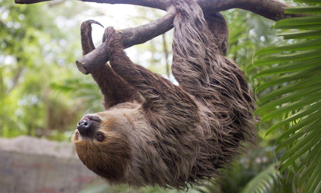 Hoffman's Two-Toed Sloth in Tree - The Great Projects