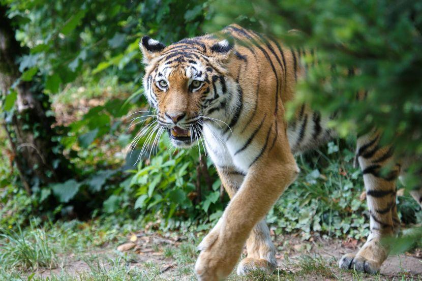 siberian tiger amur tiger russia 