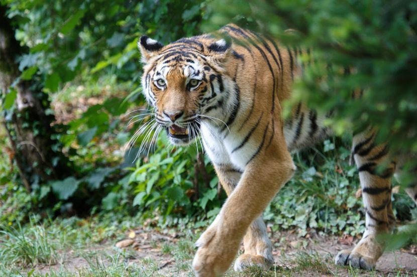The 16 Most Endangered Animals In The World | The Great Projects The 16 Most Endangered Animals In The World | The Great Projects
