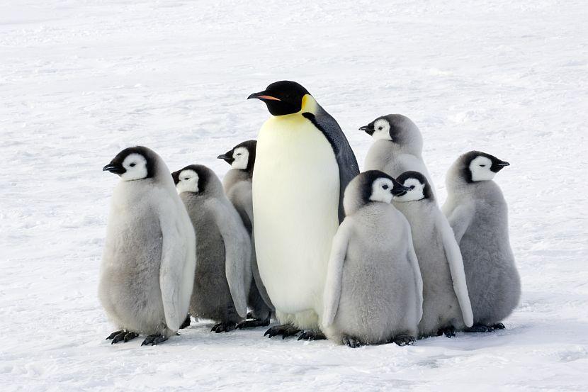 Winter Penguins 