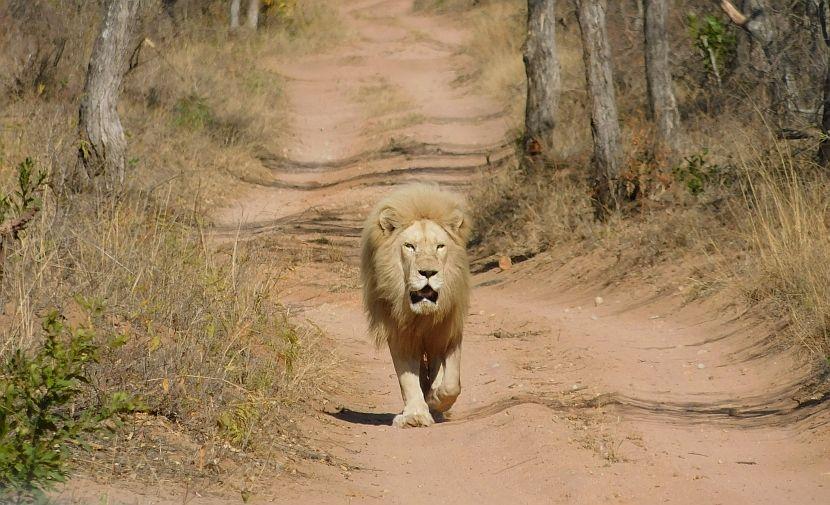 Letaba the lion