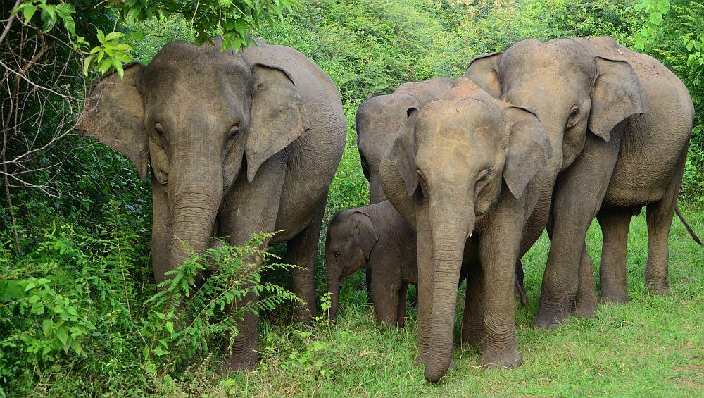 The Great Elephant Project Elephants by Katarzyna 