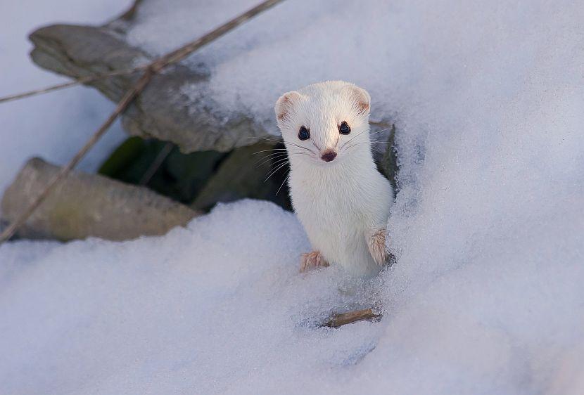 Snow stoat