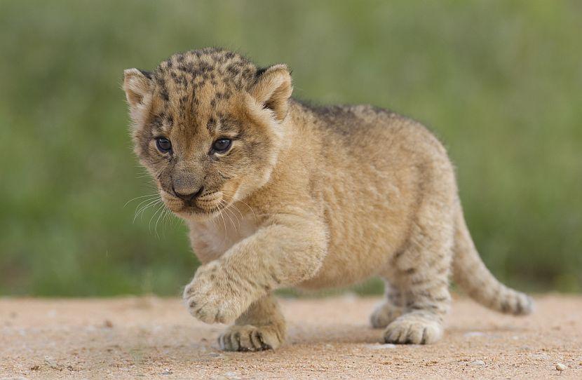 Lion Cub